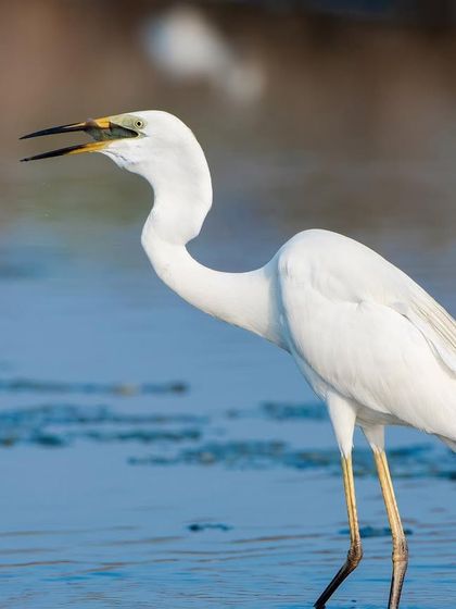 A Great Egret with a fish it has just caught. This shot captures the action and success of the hunt.