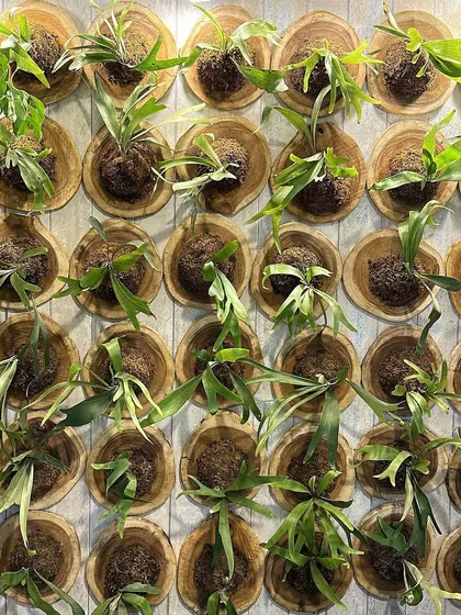 A living wall made of Staghorn Ferns mounted on wooden plaques. This is a creative and stunning way to display these unique ferns, whose fronds resemble deer antlers, turning a blank wall into a vertical garden.