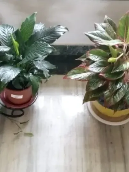 A beautiful arrangement of various indoor plants like ZZ plants, Peace Lilies, and Aglaonemas on a marble floor, showcasing a clean and elegant look.