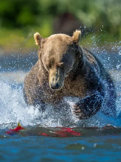 A coastal brown bear leaps for its salmon catch in a powerful display of speed and precision. Action photography is about anticipating the moment. On my tours, I guide you on the camera settings and positioning needed to freeze these split-second events.