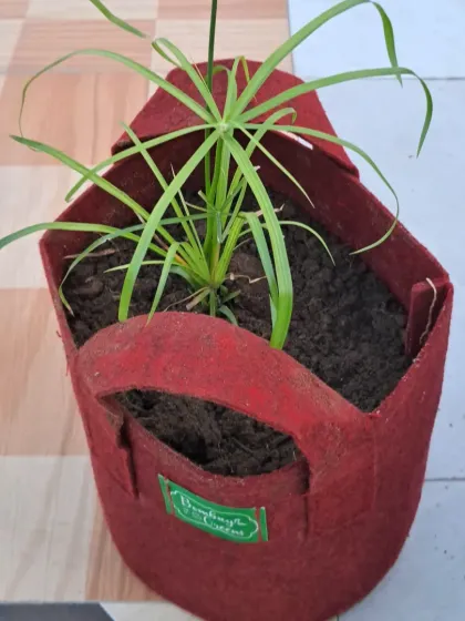 This is a fabric grow bag from Vambuy. They are a good alternative to plastic pots and come with handles, making them easy to move around.
