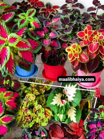 The patterns on these Coleus plants are like nature's own painting. I have many varieties with different color combinations, from deep reds to bright greens. They are fantastic for adding texture and color to your home or balcony.