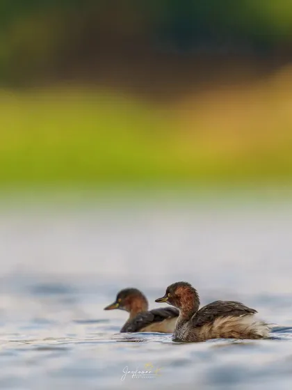 Two Little Grebes swimming together, their forms softened by the gentle light on the water.