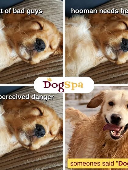 For most dogs, the real emergency is hearing someone say "DogSpa" and knowing a day of pampering is about to begin. It’s the one thing they’ll always wake up for!