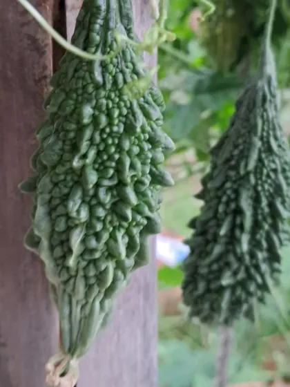 Bhardwaj - Urban Gardening Consultation Grow Your Own Organic Vegetables photo 15