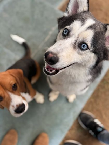 Obi and a Beagle friend, calmly waiting for their next cue. This shows immense progress in his ability to handle the presence of other dogs without anxiety.