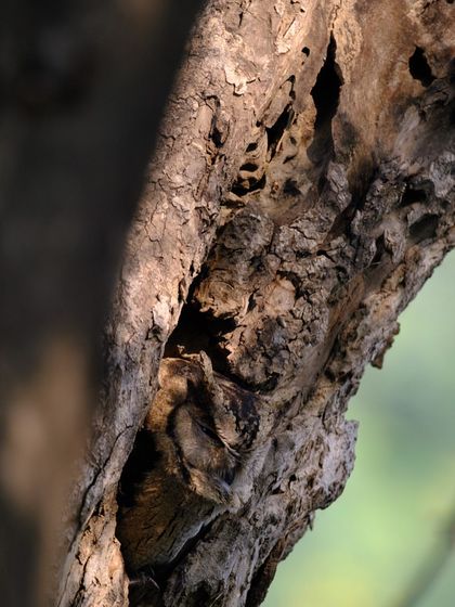 Creatures of the Wild photo 9