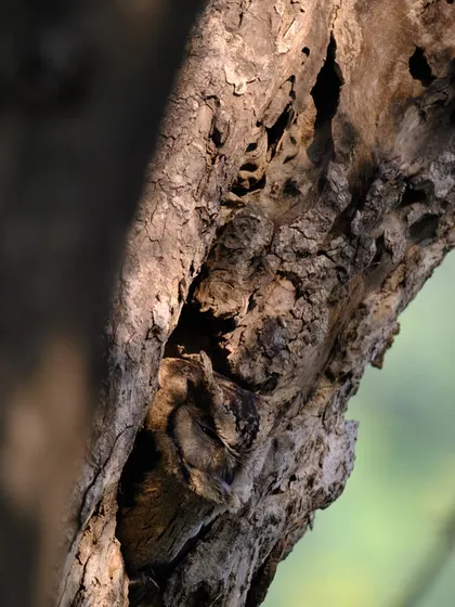 Another look at the incredible camouflage of the Scops Owl. It blends so seamlessly into the tree that it becomes a part of the wood itself, a true master of disguise.