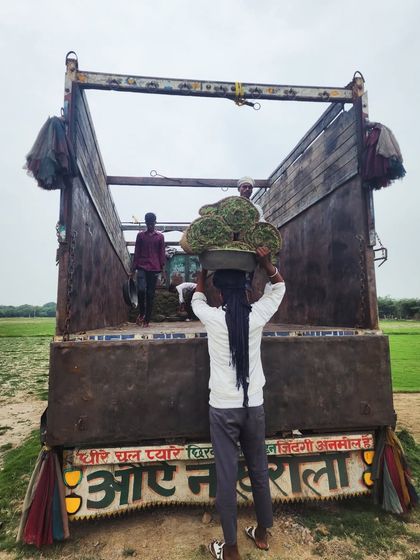 Delhi Gardner - Wholesale Plant & Turf Supply Natural Grass Turf: From Our Farm to Your Project photo 7