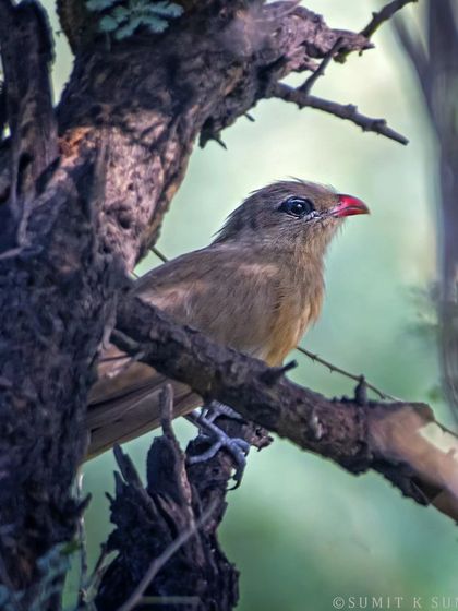 The "Lipstick Bird," a Sirkeer Malkoha, so-named for its bright red beak. These cuckoos are very elusive, and this was a lucky find.