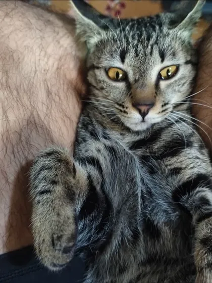 A beautiful close-up of Moiza the cat. She's a stunning tabby who made the big move from Delhi to the UK to be with her family for the holidays.