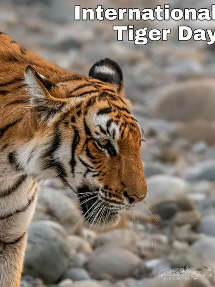 A close-up profile of a tiger from Corbett National Park, captured for International Tiger Day to raise awareness for conservation.