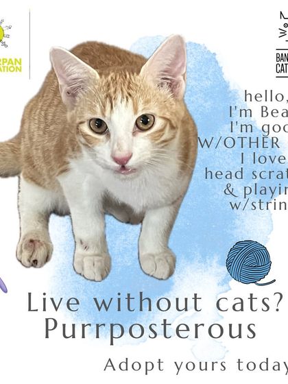 Beau is a charming 3-month-old ginger and white kitten who has recovered from a hind leg fracture. He is vaccinated and ready to fill your days with laughter and warmth.