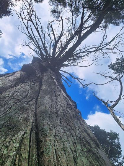 A low-angle shot of a massive, ancient tree against the blue sky, showcasing its impressive size and age.