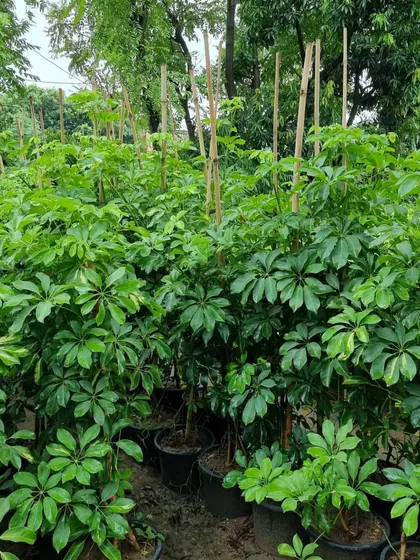 More of the healthy Brassia plants available at my nursery. Their lush, umbrella-like foliage makes them a great choice for filling corners and adding a touch of green to indoor environments.