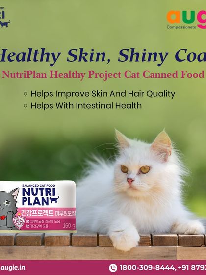 Augie Pets - Pet Supplies For Our Feline Friends: Premium Cat Nutrition photo 42