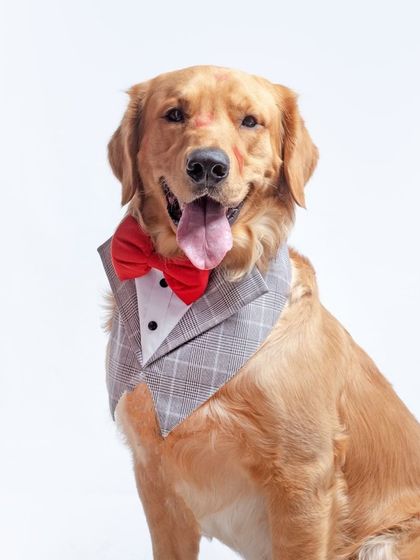 WoofWoof Stories - Pet & Family Photography Studio Paw-traits photo 30