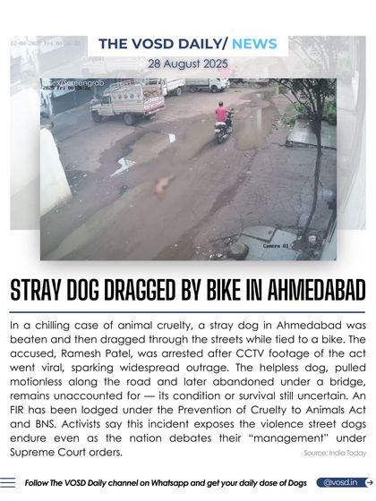 In a chilling case of animal cruelty, a stray dog in Ahmedabad was beaten and dragged by a bike. The accused was arrested after CCTV footage went viral, but the incident exposes the horrific violence street dogs endure.