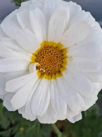 Bhardwaj - Urban Gardening Consultation A Riot of Colorful Flowers photo 177