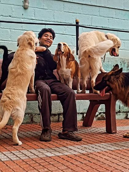 My staff member getting swarmed with love from a Basset Hound, a Golden, and a German Shepherd.