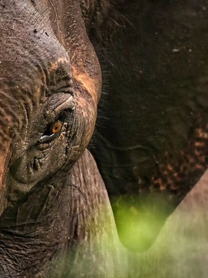 An extreme close-up of an elephant's eye. The textures of its skin and the wisdom in its gaze offer a profoundly intimate connection with this incredible animal.