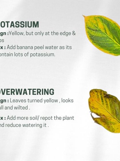 Treemendous - Interior & Exterior Plantscaping Plant Care Guides & Tips photo 4