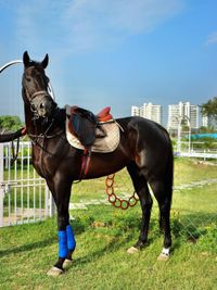 Horse Sales & Leasing