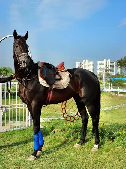 This is Black Coffee, one of my majestic stallions. He represents the quality of athletic and well-tempered horses I work with, set against the backdrop of our Gurgaon location.