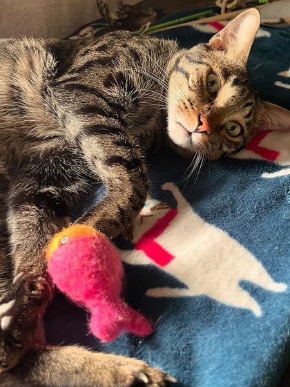 Jarvis relaxing after a good play session with his favorite fish toy. A tired cat is a happy cat.
