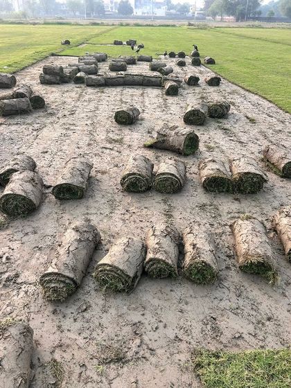 Awaiting collection, these grass rolls are ready to become someone's new lawn. I ensure they are watered and healthy until delivery.