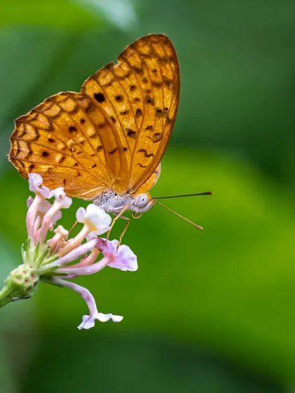 A Common Leopard butterfly feeding on a wildflower. I love photographing butterflies, and Big Butterfly Month is the perfect time to celebrate their delicate beauty.