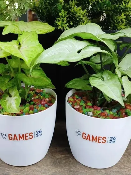 Two varieties of Syngonium plants in branded white pots, part of the Earth Day giveaway for Games 24x7.