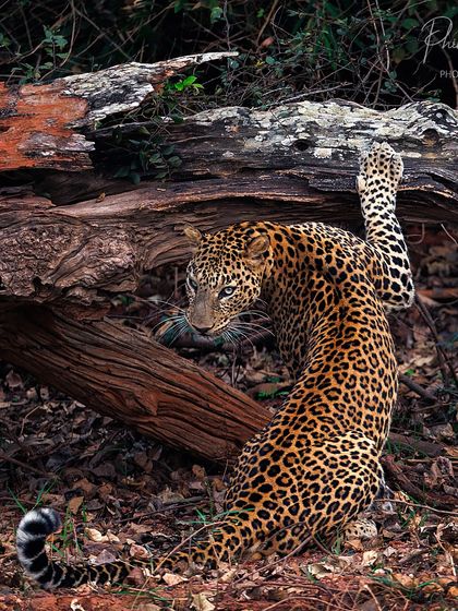 This leopard stretches against a fallen log, a behavior that helps keep its muscles flexible for the hunt.