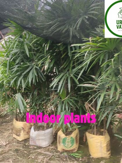 These larger Rhapis Palms are perfect for making a statement in a spacious room or entryway.