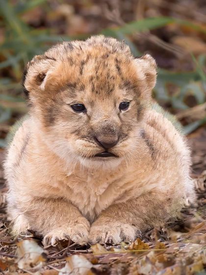 The beginning of a roaring adventure. This tiny cub, so full of potential, represents the future of the pride and the continuation of the circle of life.