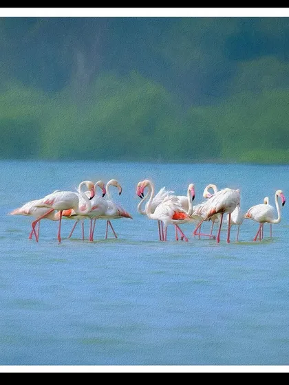 A collection of my flamingo photographs displayed as large-format 10-foot prints at the Kala Ghoda Art Festival in Mumbai. Seeing the images at this scale allows viewers to immerse themselves in the beauty and fragility of these birds.
