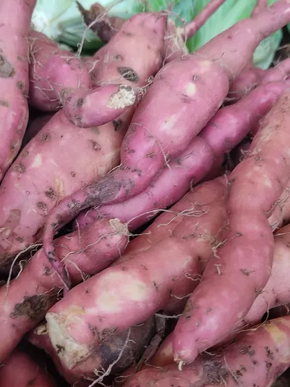 A close-up of freshly harvested sweet potatoes, with their vibrant pink skin.