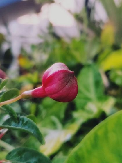Another shot of the promising Fuchsia bud.