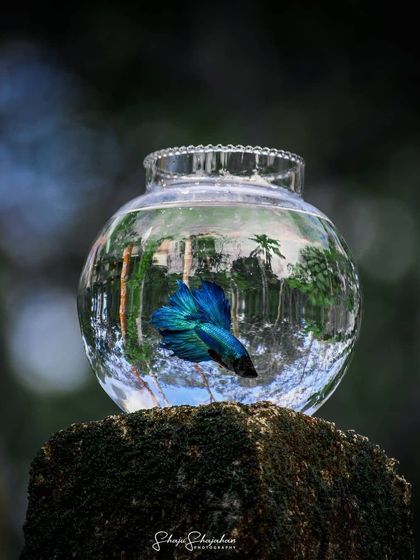 Bangalore Photographers - Find a Photographer Creative & Conceptual Shots photo 8