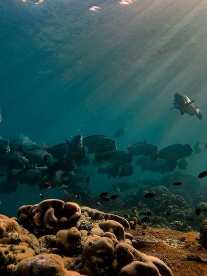 The light filtering through the water creates a beautiful scene as bumphead parrotfish swim over the coral gardens.