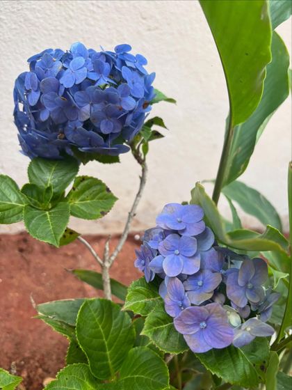 A stunning blue hydrangea bloom. Adding flowering shrubs like this brings seasonal color and interest to the garden. I can't resist clicking a picture whenever I see a flower!