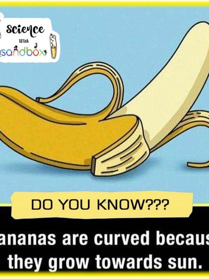 Did you know why bananas are curved? They grow towards the sun! This phenomenon is called negative geotropism, and we break it down in our fun fact series.