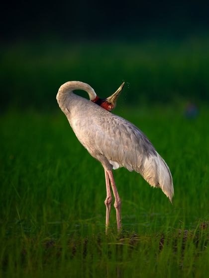 A Sarus Crane preening its feathers in a lush green paddy field at Dhanauri. The vibrant green background makes the bird's grey and red colors pop. These are the tallest flying birds in the world, and their elegance is unmatched.