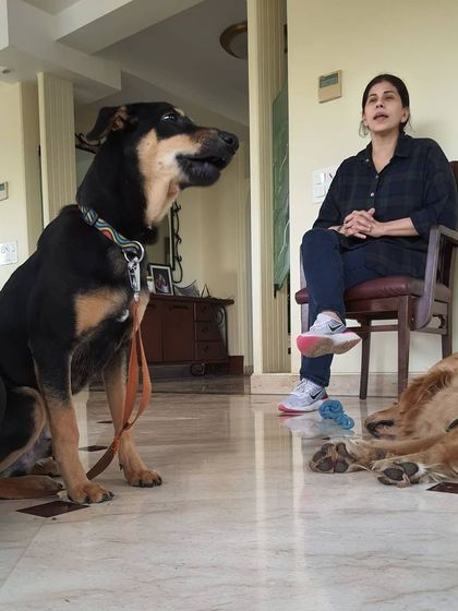 A dog paying close attention during a lecture by my mentor. They are always listening and learning from us.