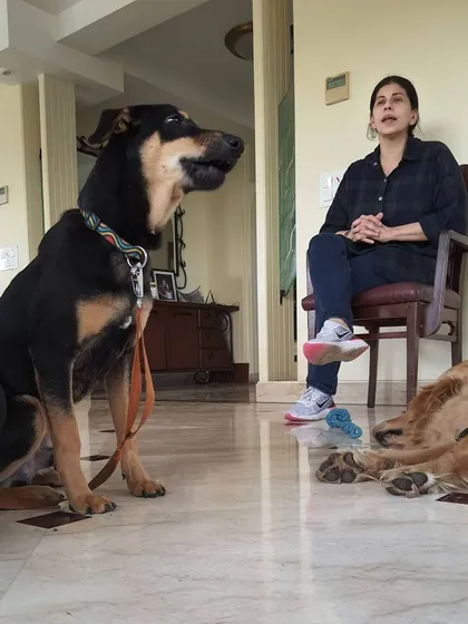 A dog paying close attention during a lecture by my mentor. They are always listening and learning from us.