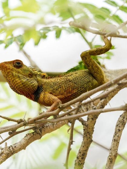 A duplicate of the colorful garden lizard, showcasing its unique posture and vibrant scales.