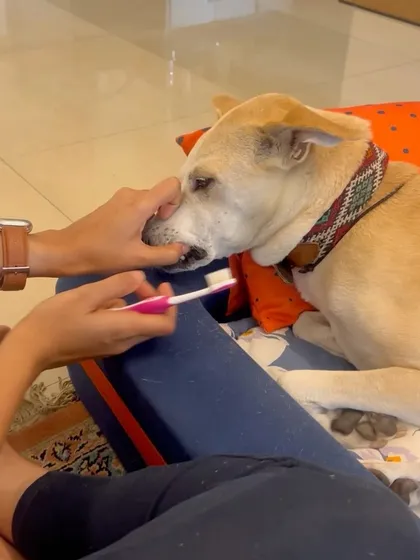Gently brushing Pantu's teeth while she is relaxed.