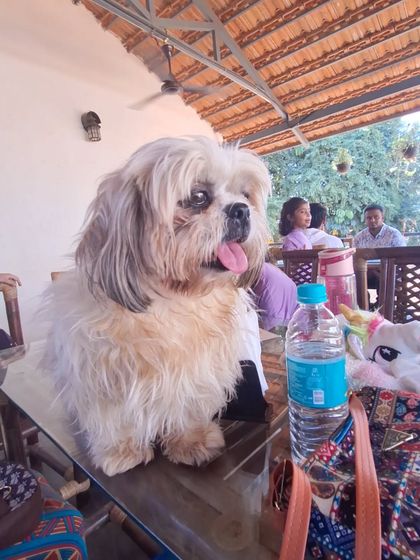 This fluffy Shih Tzu looks perfectly at home sitting on a cafe table, observing the park's activities.