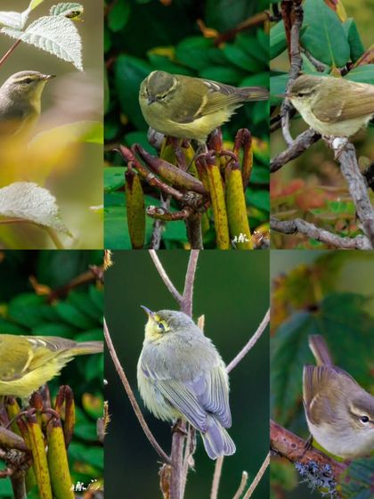 A collage dedicated to the challenging world of warblers. It features the Sulphur-bellied, Buff-throated, Buff-barred, Greenish, and Hume's Bush Warbler.