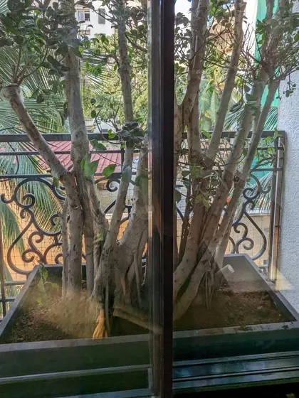 This Ficus bonsai tree was another key feature of the Juhu project, adding a sense of age and character to the balcony garden.